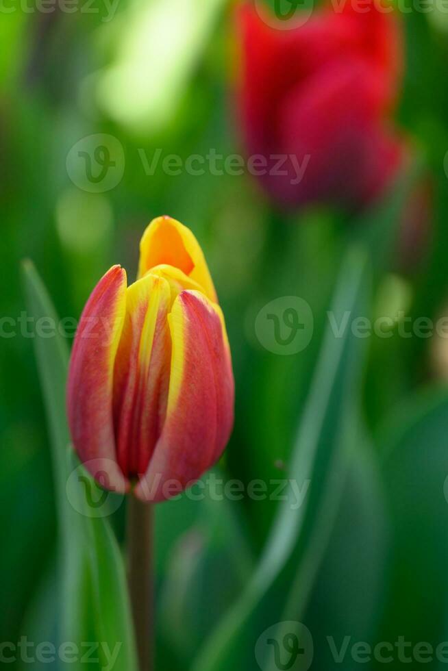 tulipanes en el jardín foto