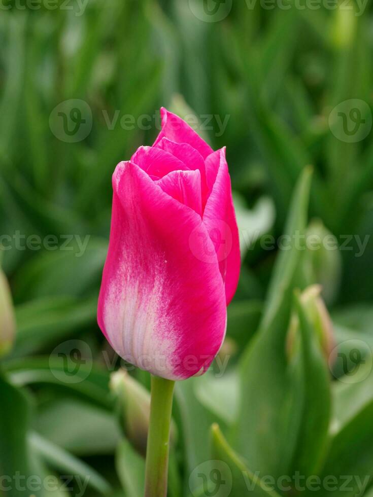 tulips, in the netherlands photo