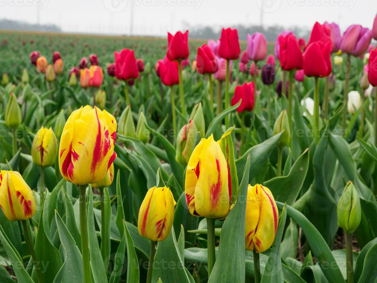 Many tulips in the  netherlands photo