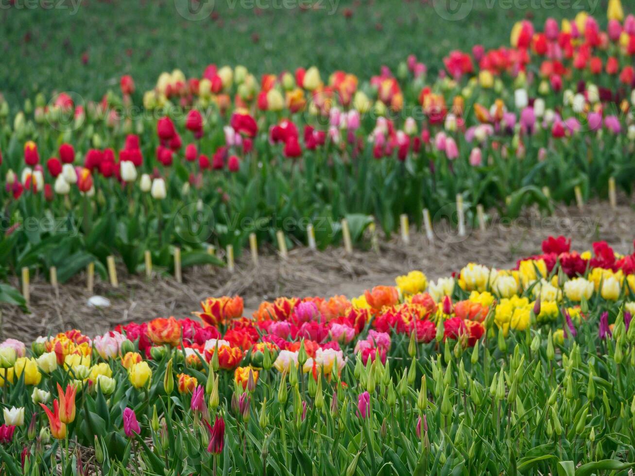 Many tulips in the  netherlands photo