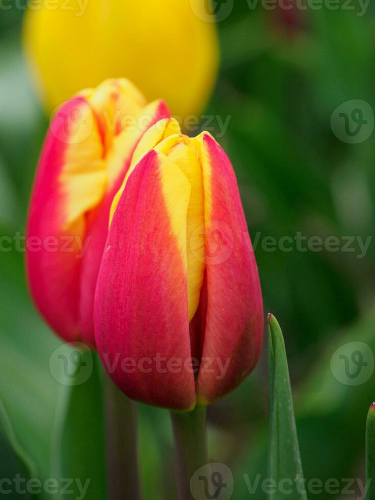 Many tulips in the  netherlands photo