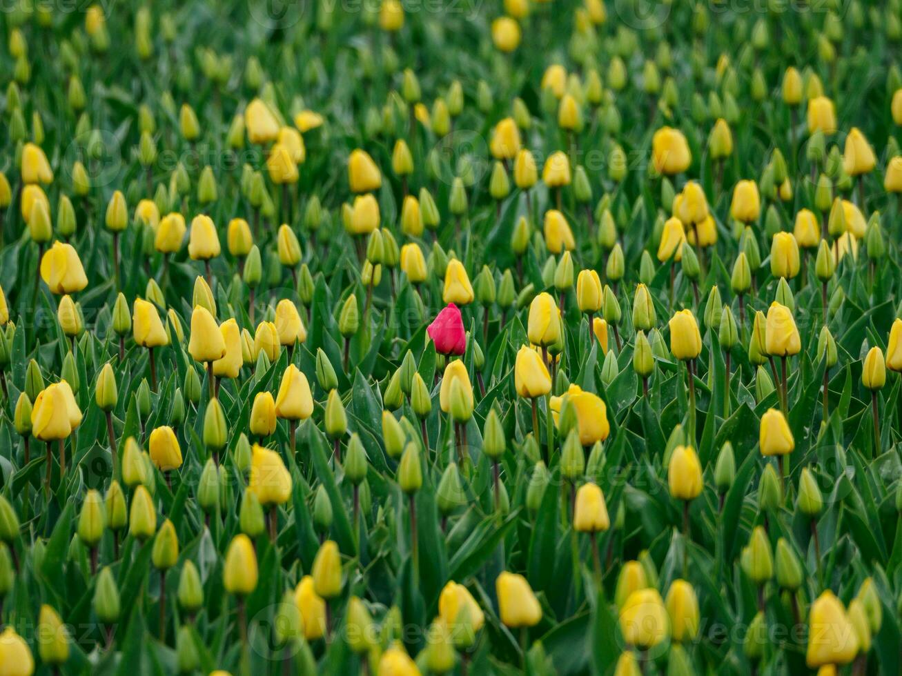 Many tulips in the  netherlands photo