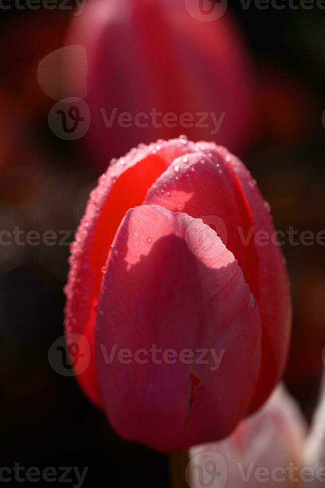 tulips in the garden photo