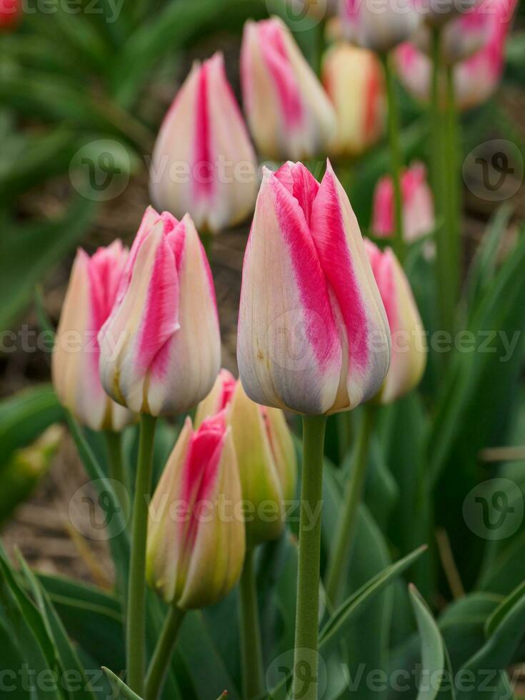 tulips, in the netherlands photo