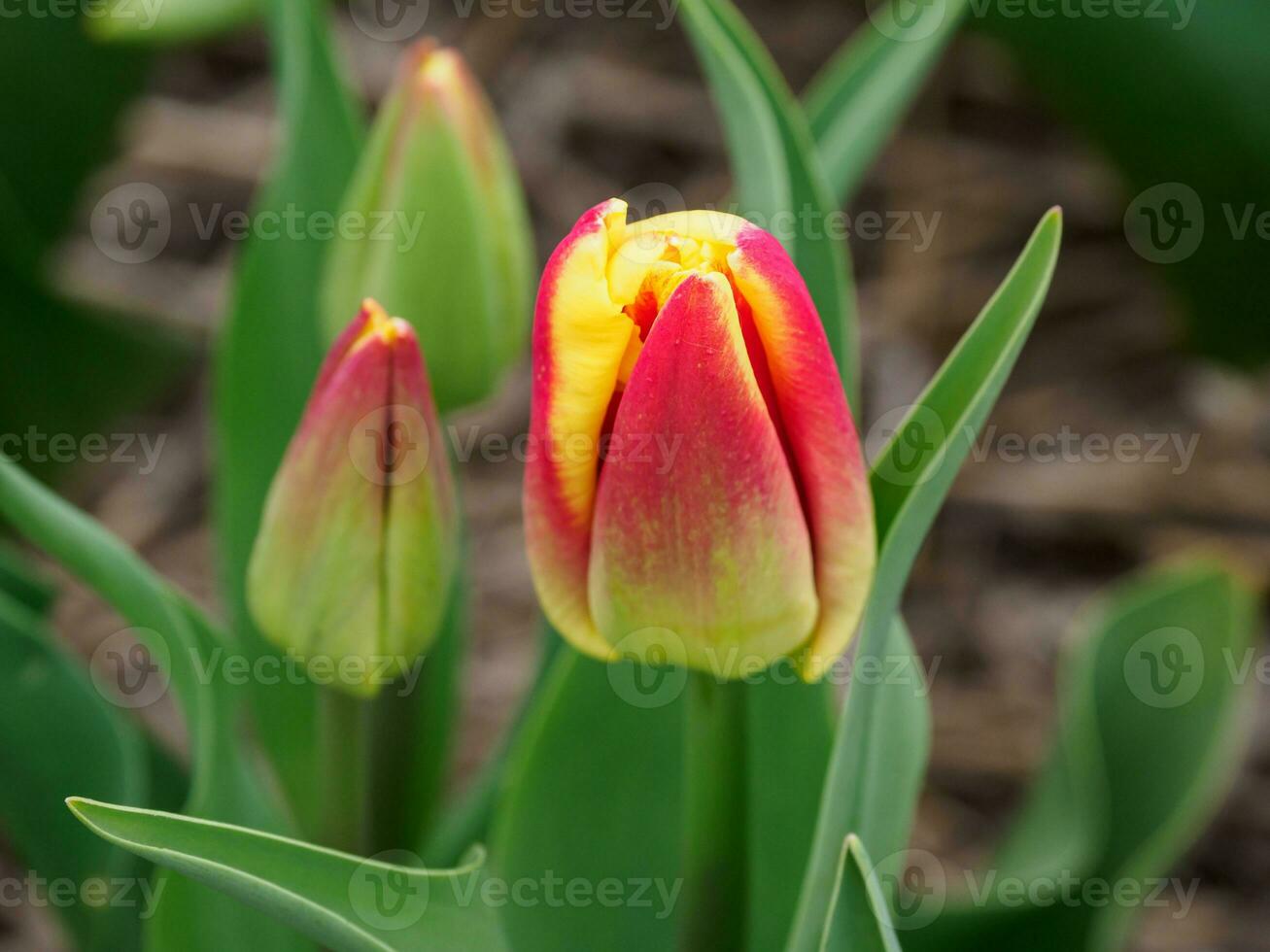 Many tulips in the  netherlands photo