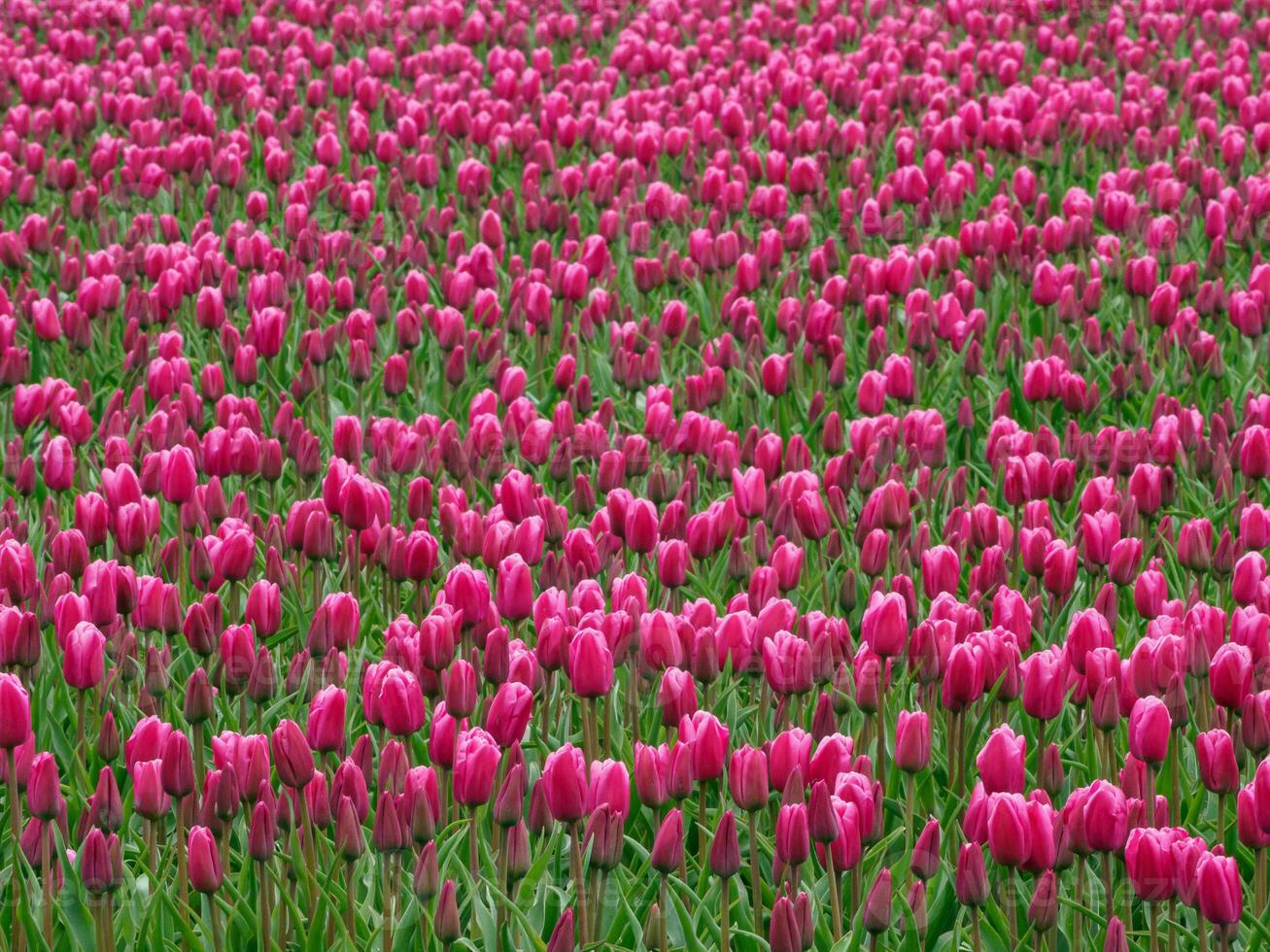 Many tulips in the  netherlands photo