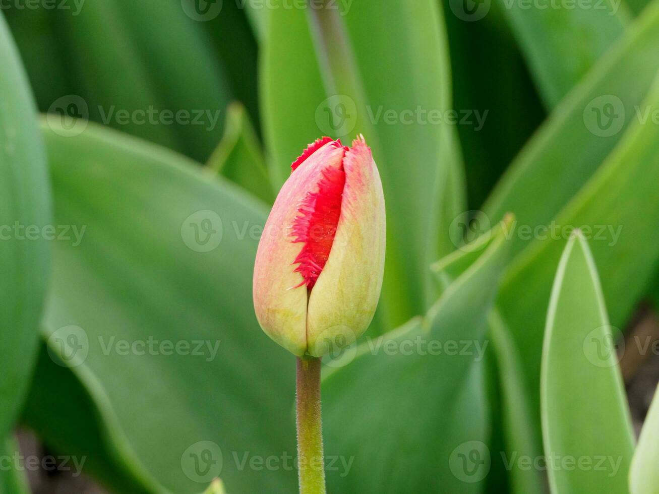 tulips, in the netherlands photo