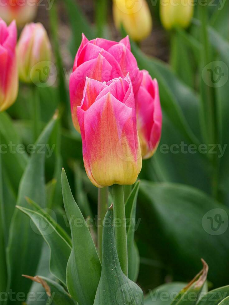 tulips, in the netherlands photo