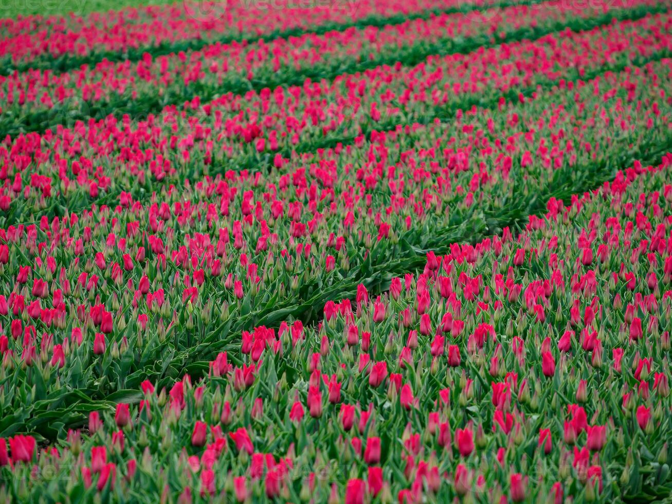 tulips, in the netherlands photo