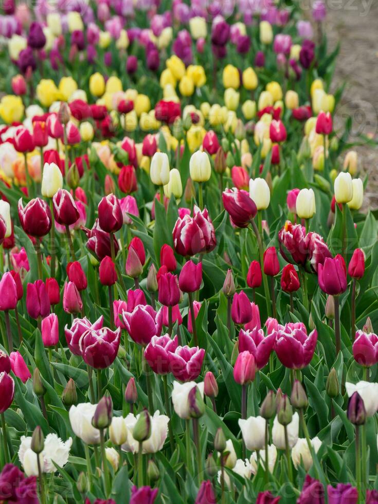tulips, in the netherlands photo