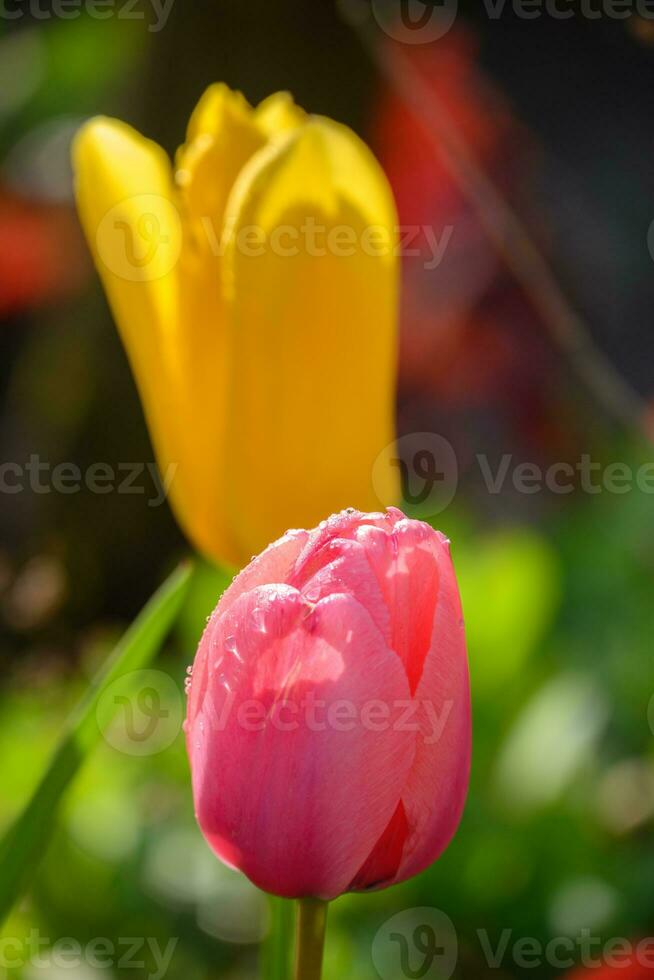 tulips in the garden photo