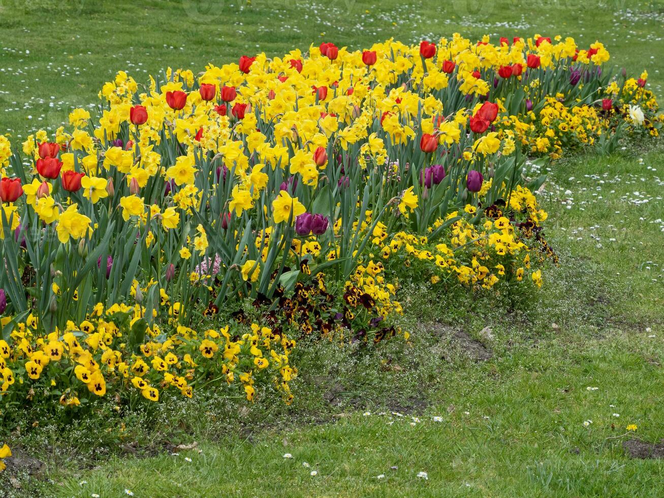spring time in the netherlands photo