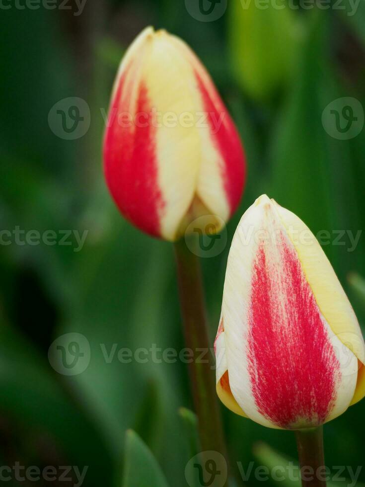 tulips, in the netherlands photo