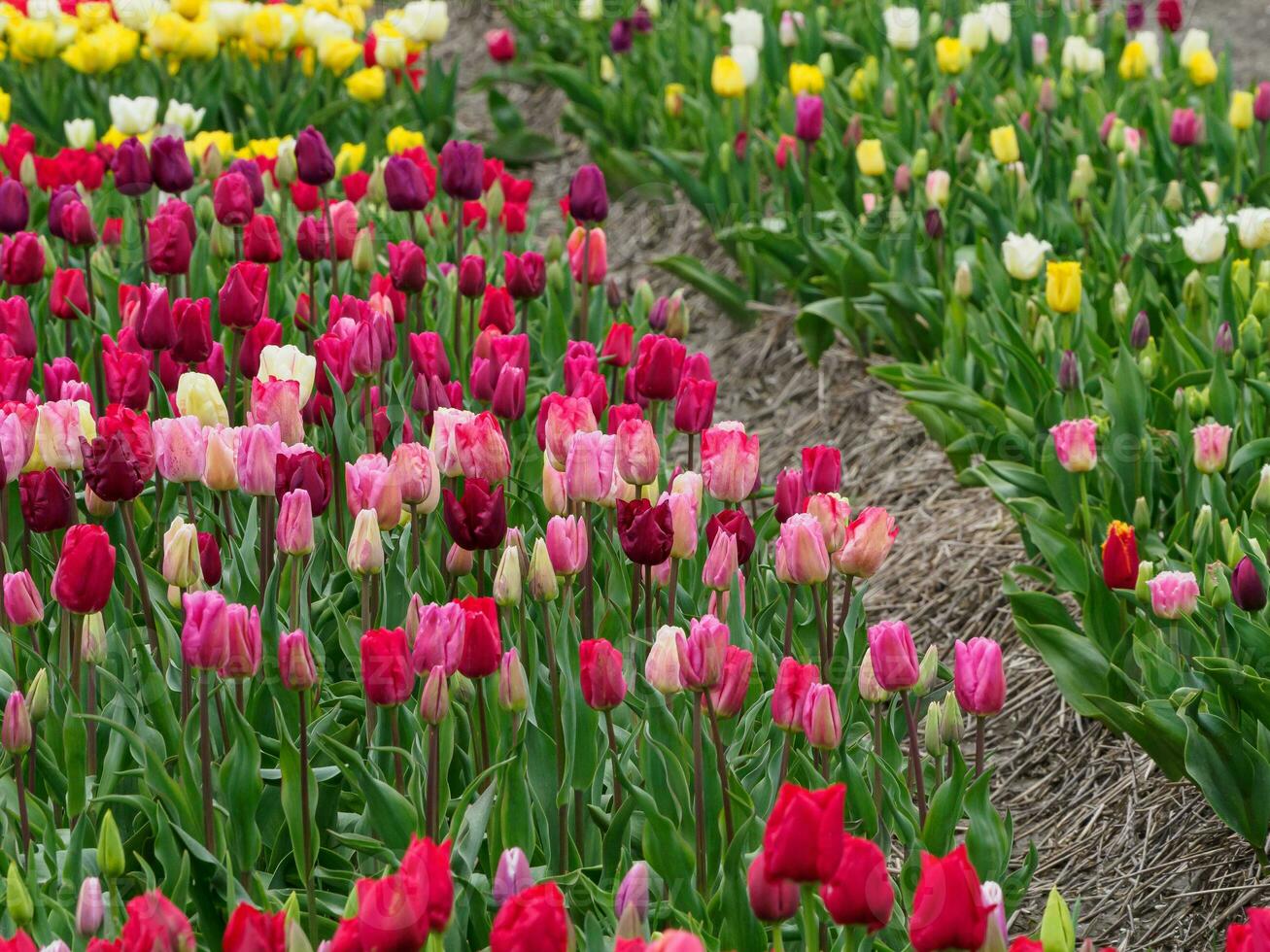 Many tulips in the  netherlands photo