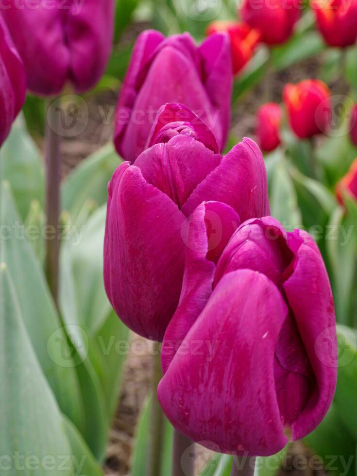 Many tulips in the  netherlands photo