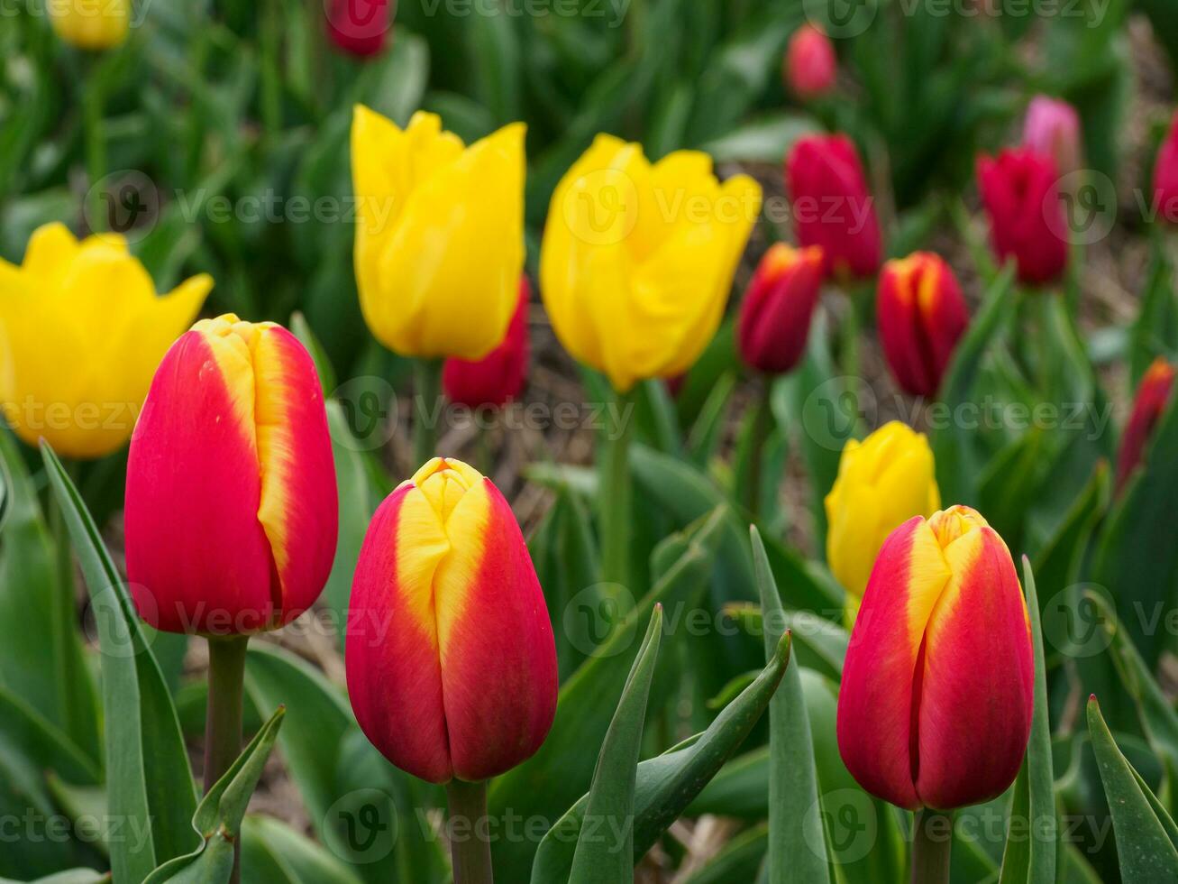 Many tulips in the  netherlands photo