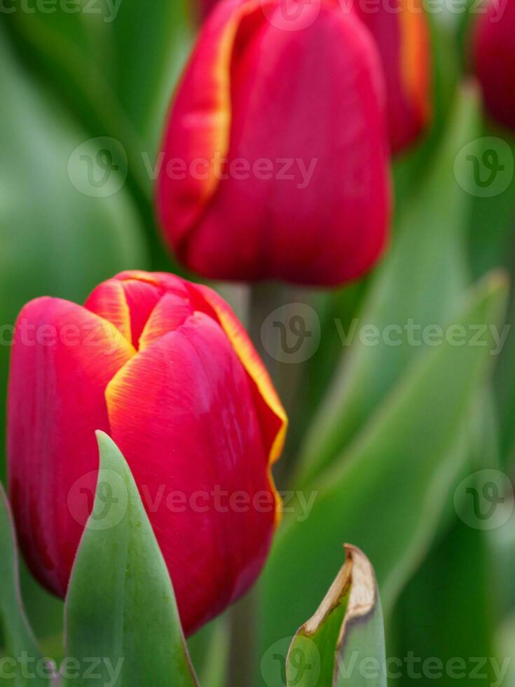 Many tulips in the  netherlands photo