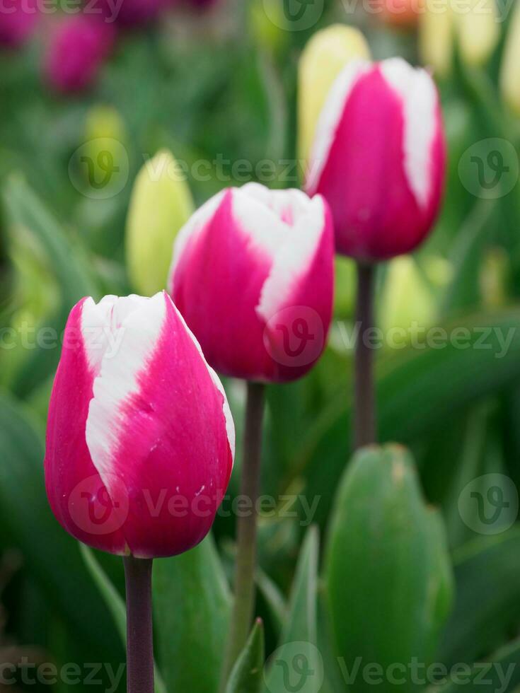 Many tulips in the  netherlands photo