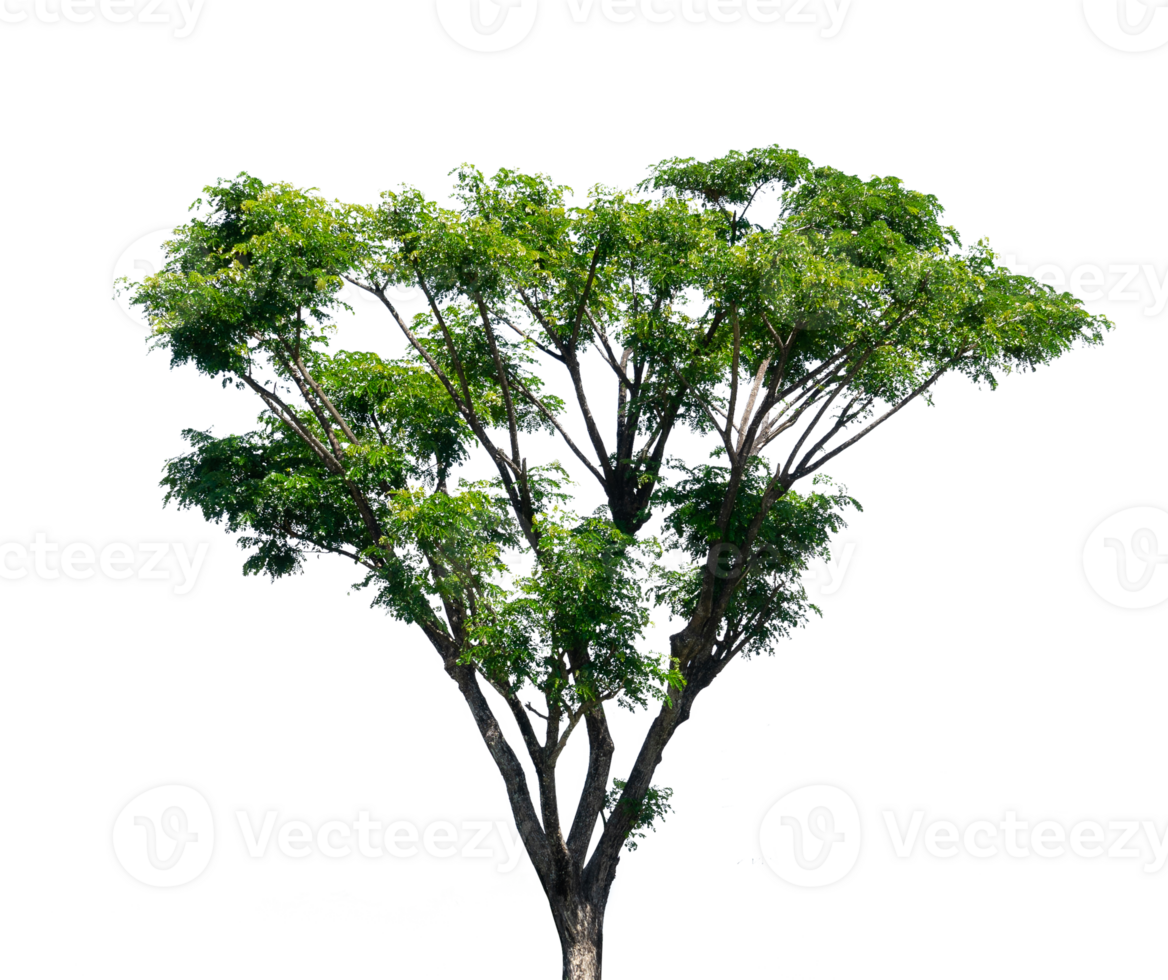 tree isolated for design element png