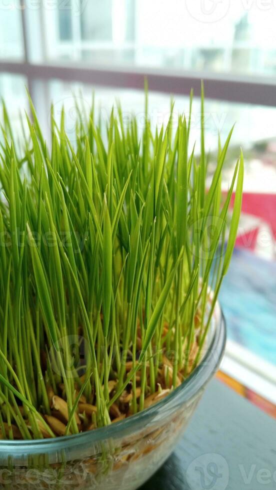 Tray with wheat grass on window background photo