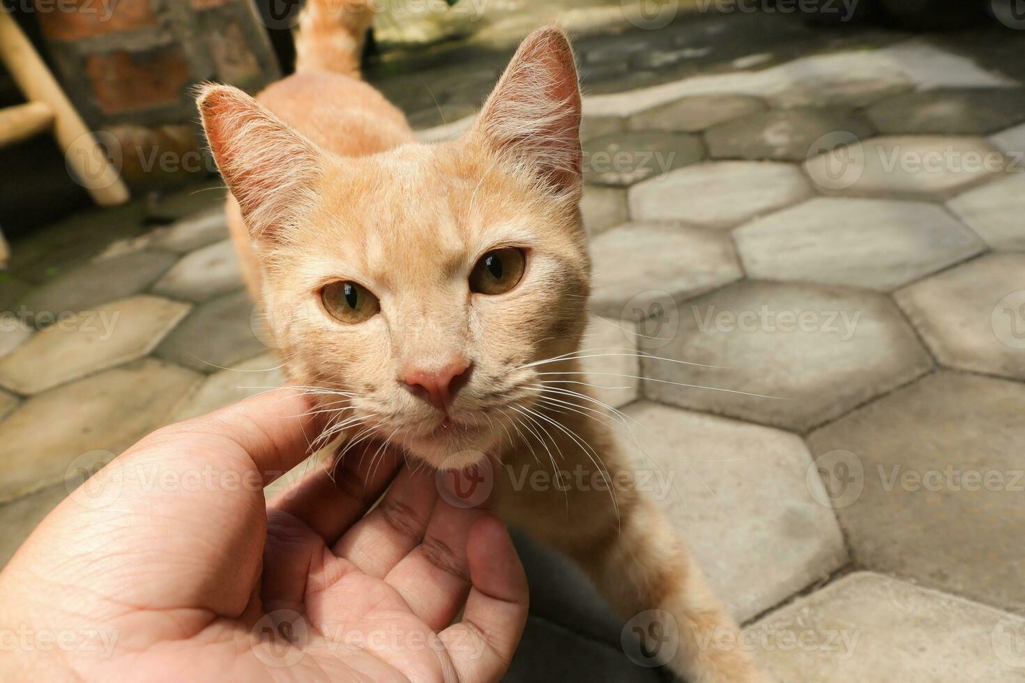 Male hand touching orange cat's chin. Human showing affection for animal photo