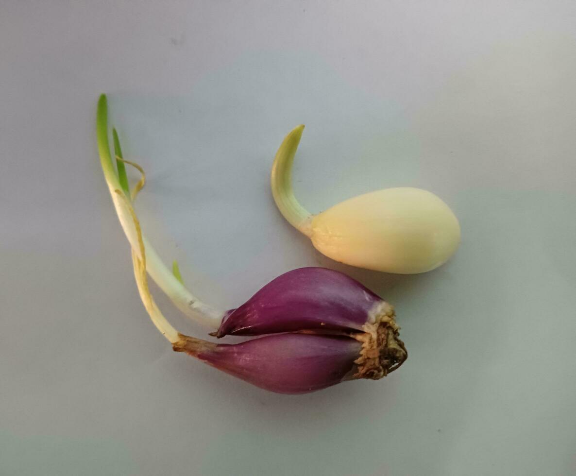 Red Onion and garlic sprouted free photo