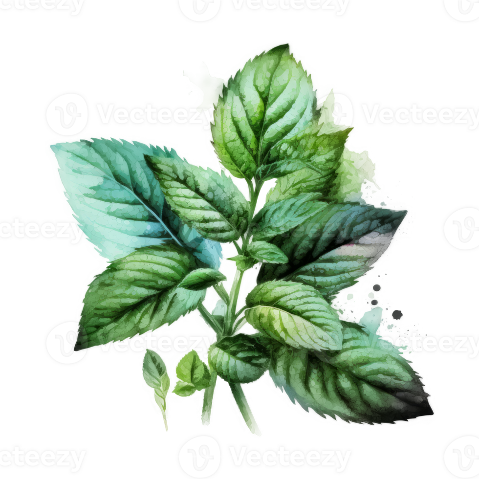 Watercolor mint leaves cutout png