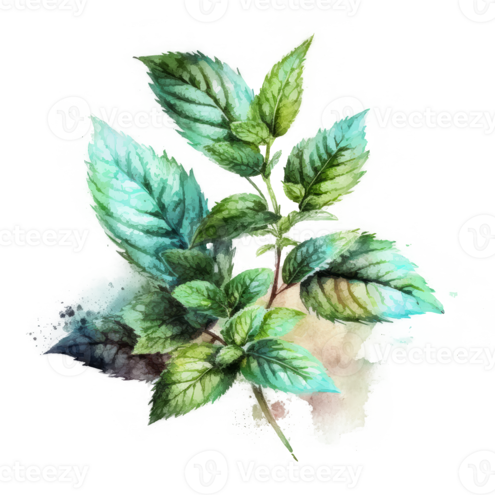 Watercolor mint leaves cutout 23438411 PNG