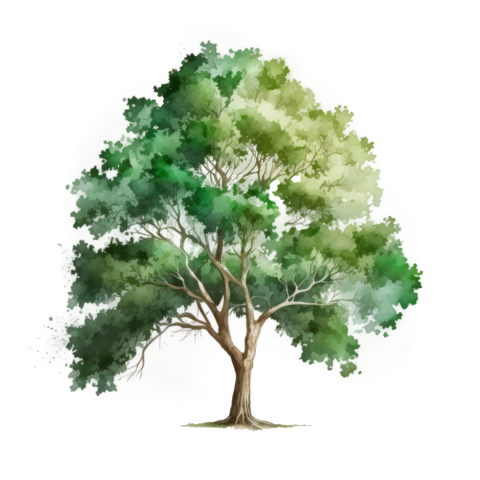 aquarelle vert arbre coupé png