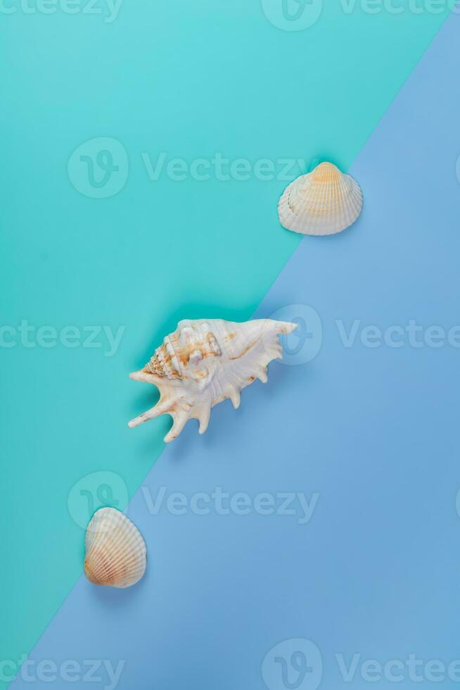 Three decorative seashells on a double blue background. Poster. Minimalism style photo