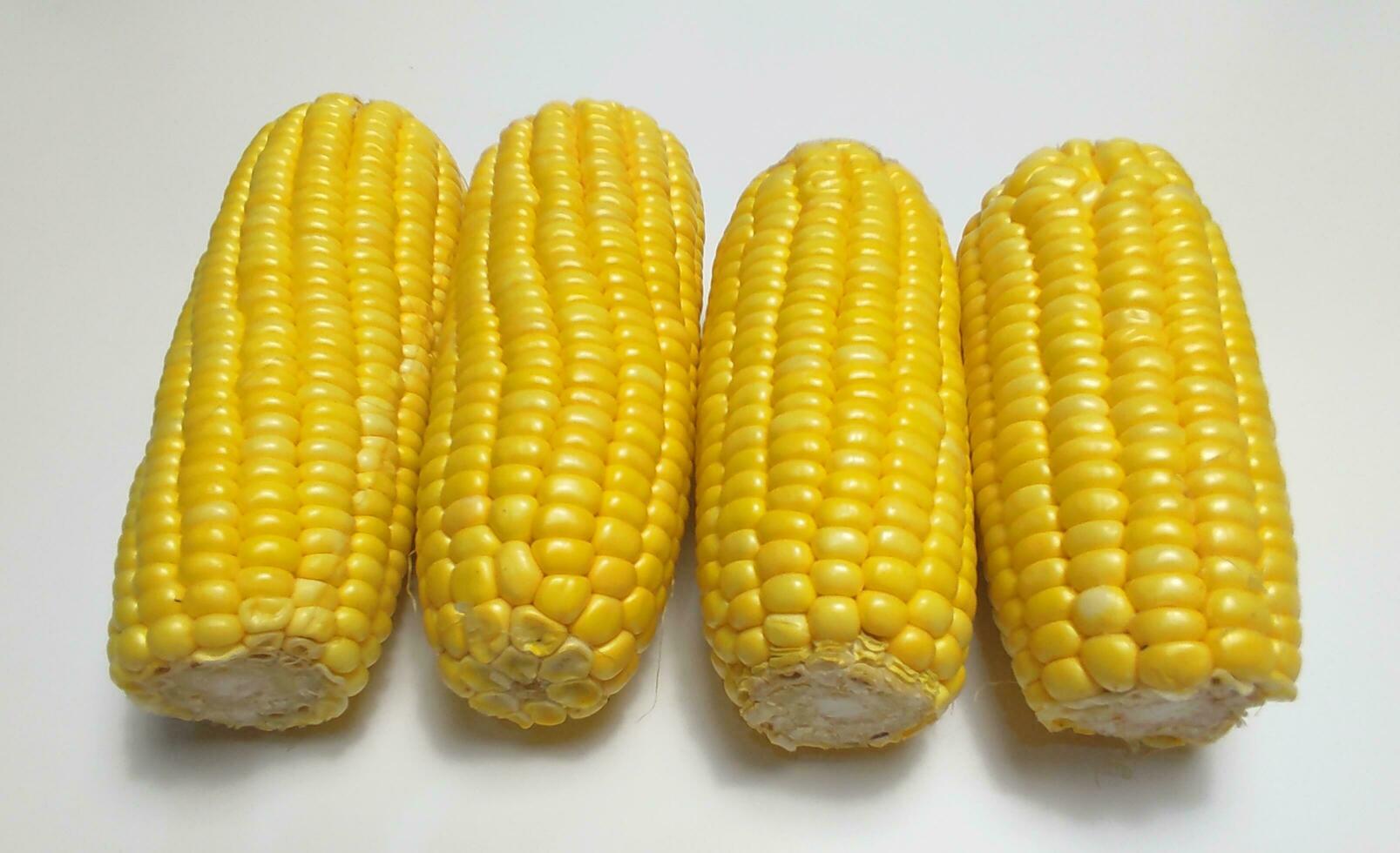 Fresh sweet corn isolated on white background. photo