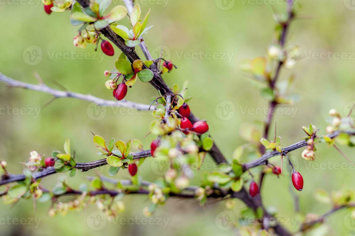 Shrub with berries of barberry. Barberry. photo