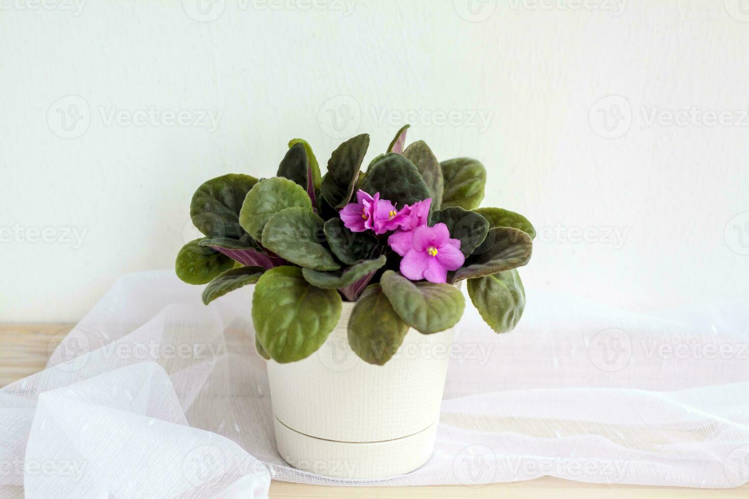 Flower in a pot, violet on a light background design. The lightness of the composition. photo