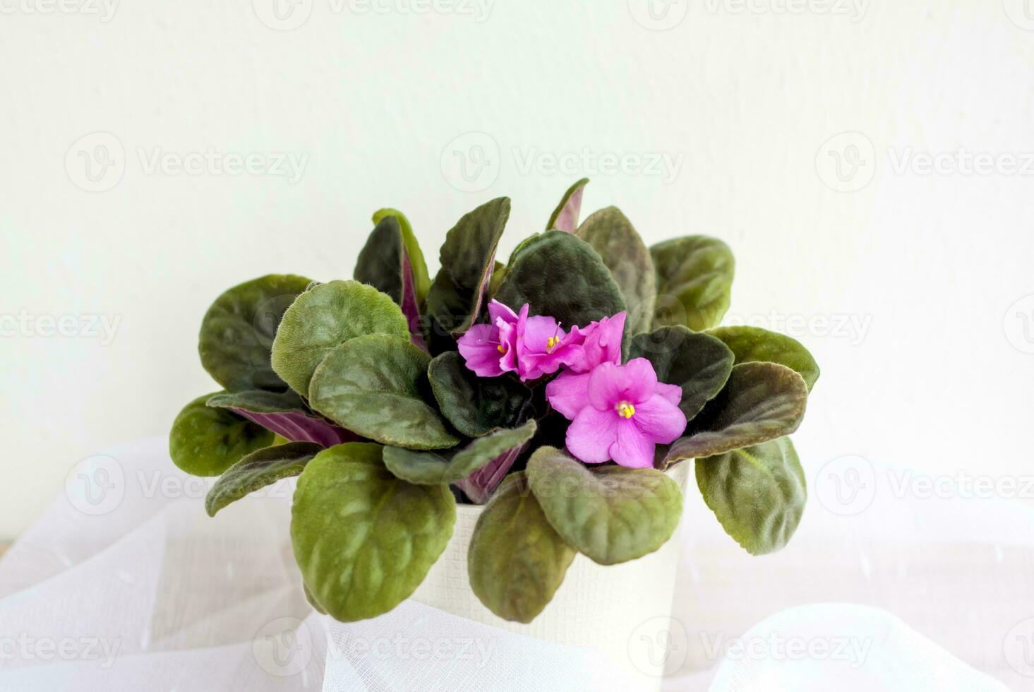 Flower in a pot, violet on a light background design. The lightness of the composition. photo
