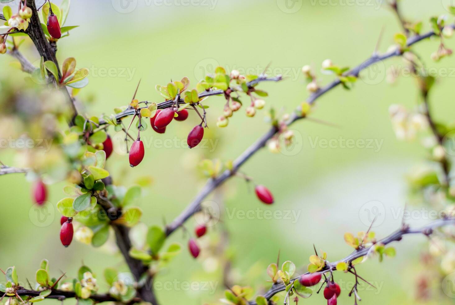 Shrub with berries of barberry. Barberry. photo