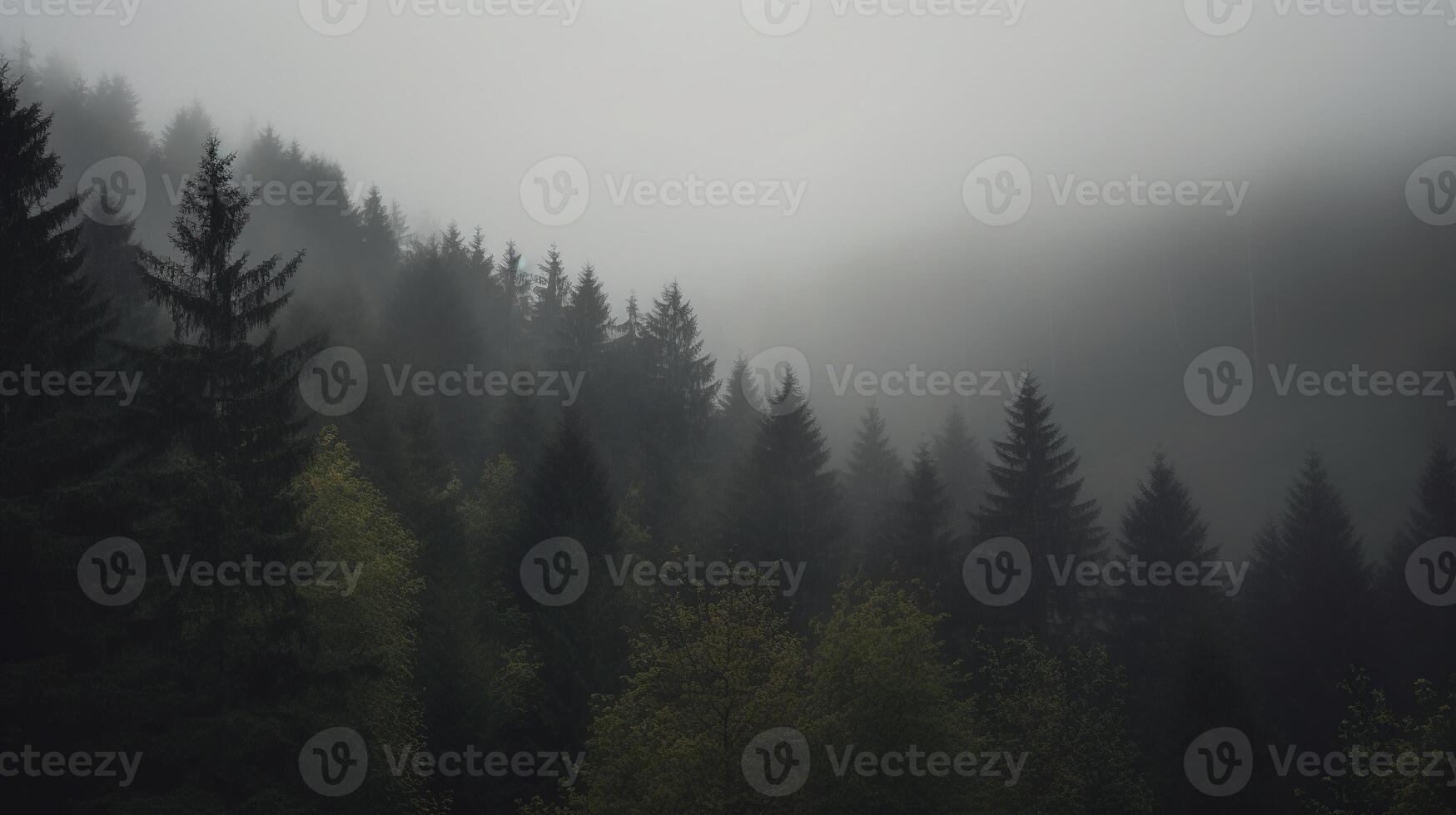 , Misty fir forest beautiful landscape in hipster vintage retro style, foggy mountains and trees photo