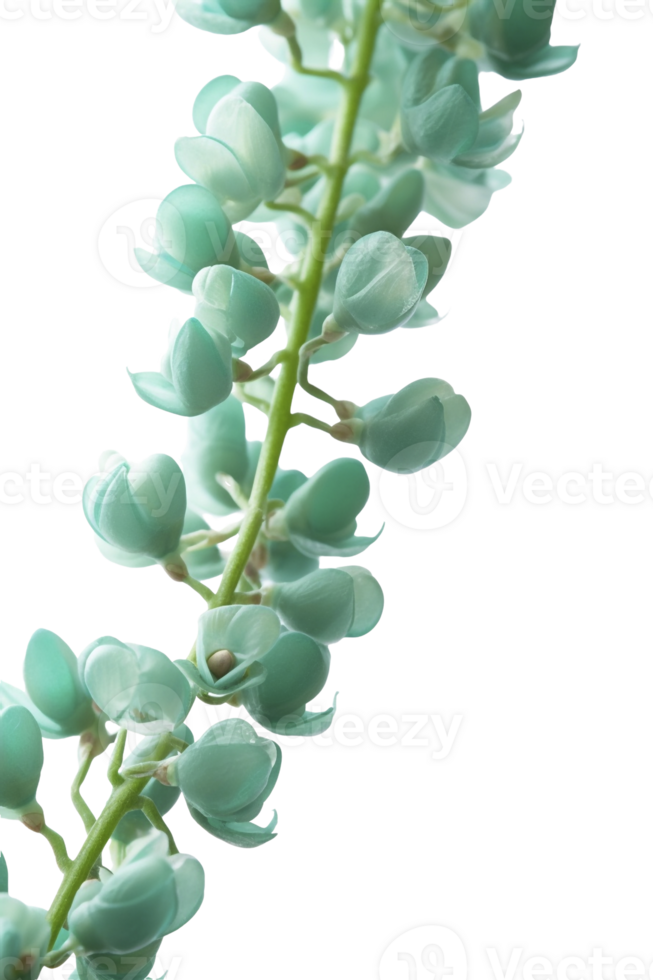 Jade vine flowers on transparent background, created with png