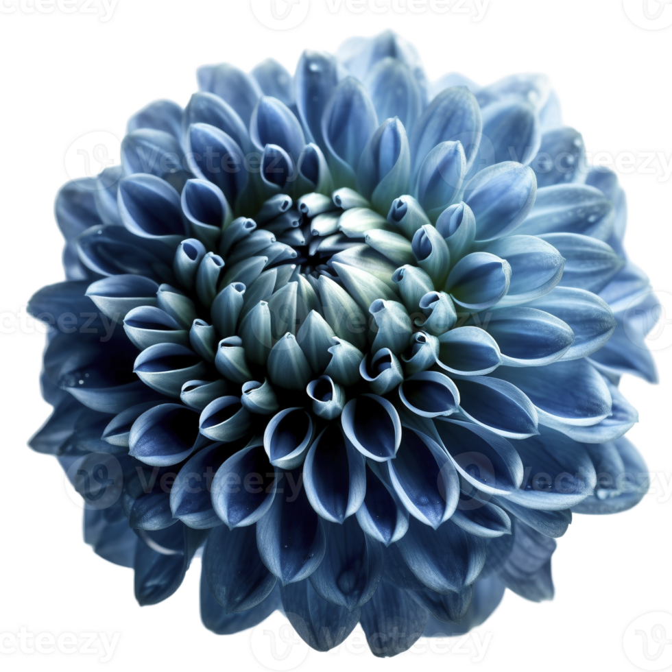 Blue dahlia flower on transparent background, created with png