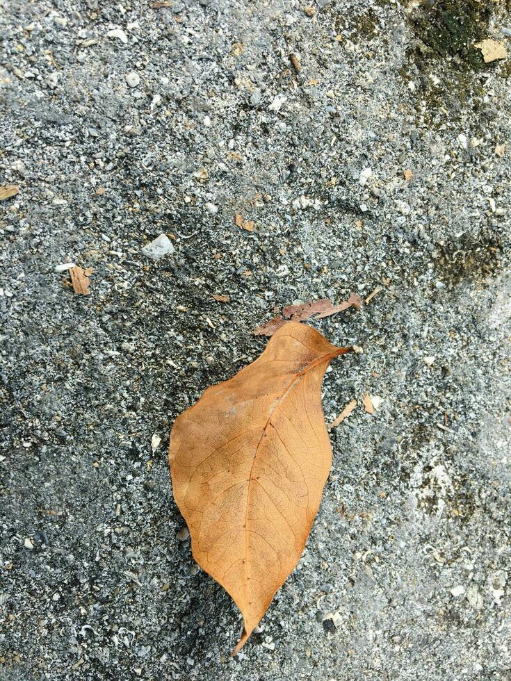 Dried brown leaves isolated on a tarmac road photo