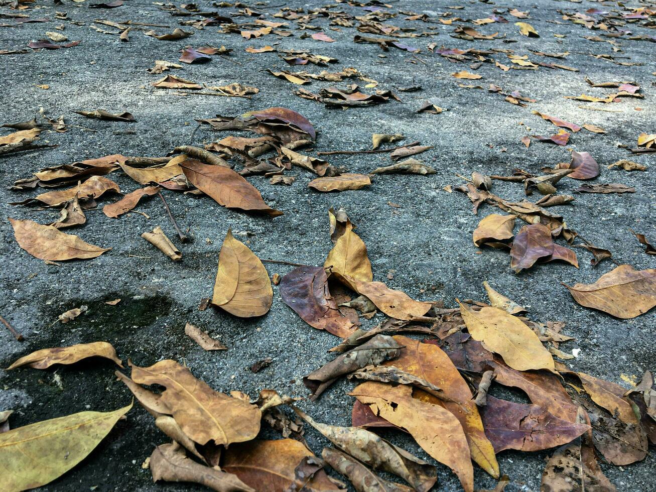 caído seco marrón hojas dispersado en un pista la carretera. foto