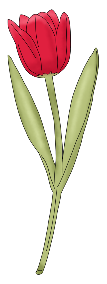 fiore di tulipano rosso png