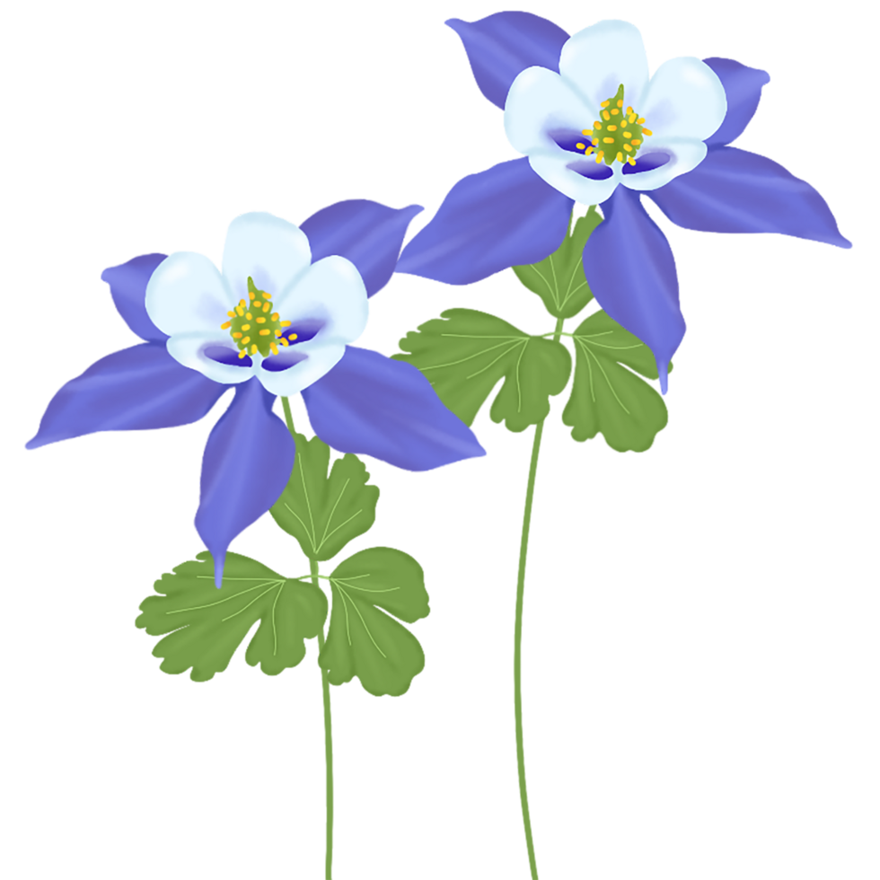 blue aquilegia flower png