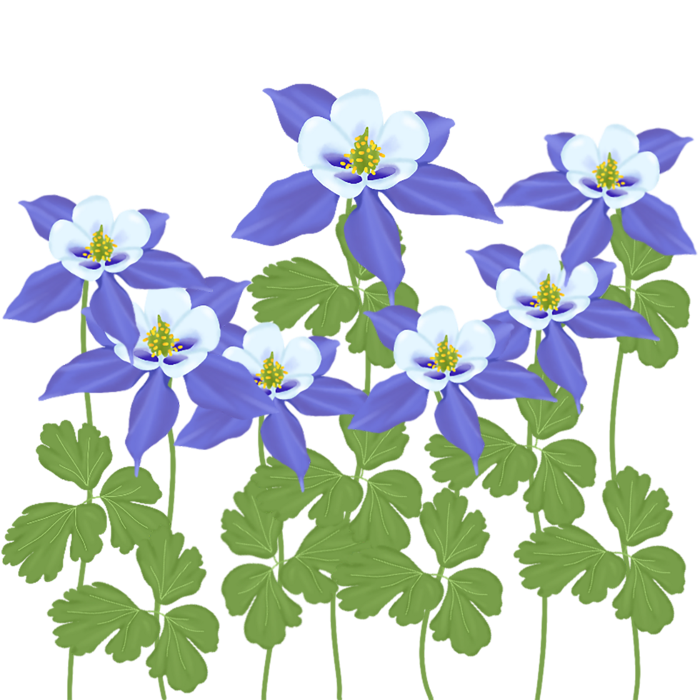 blue aquilegia flower png