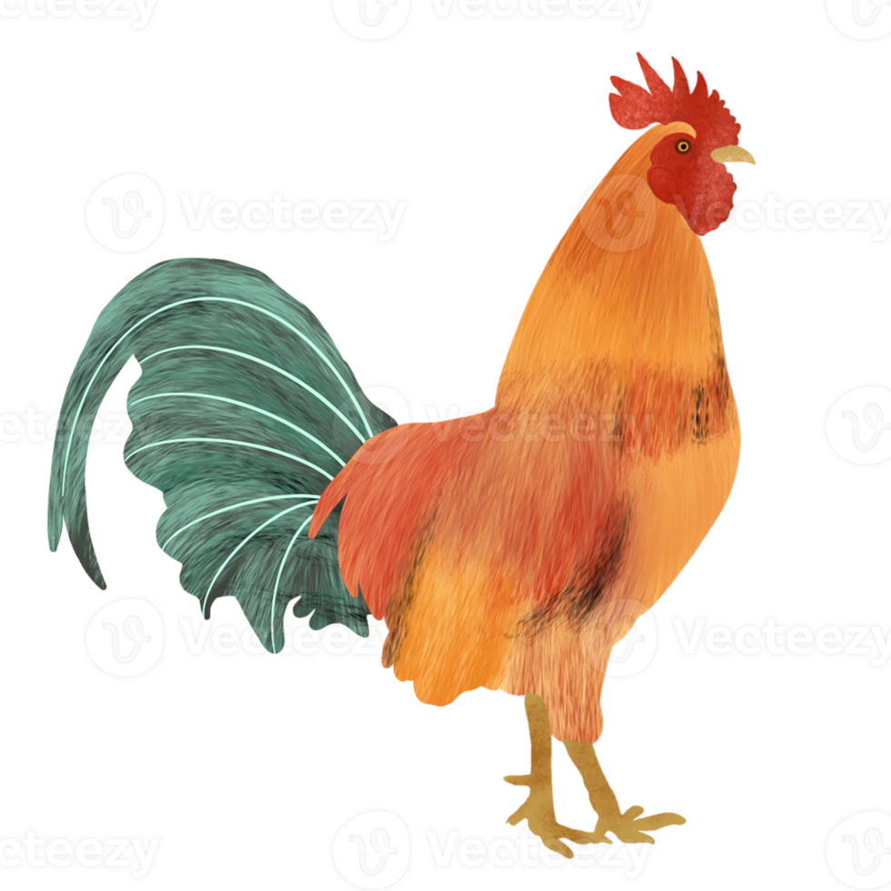 a chicken illustration png