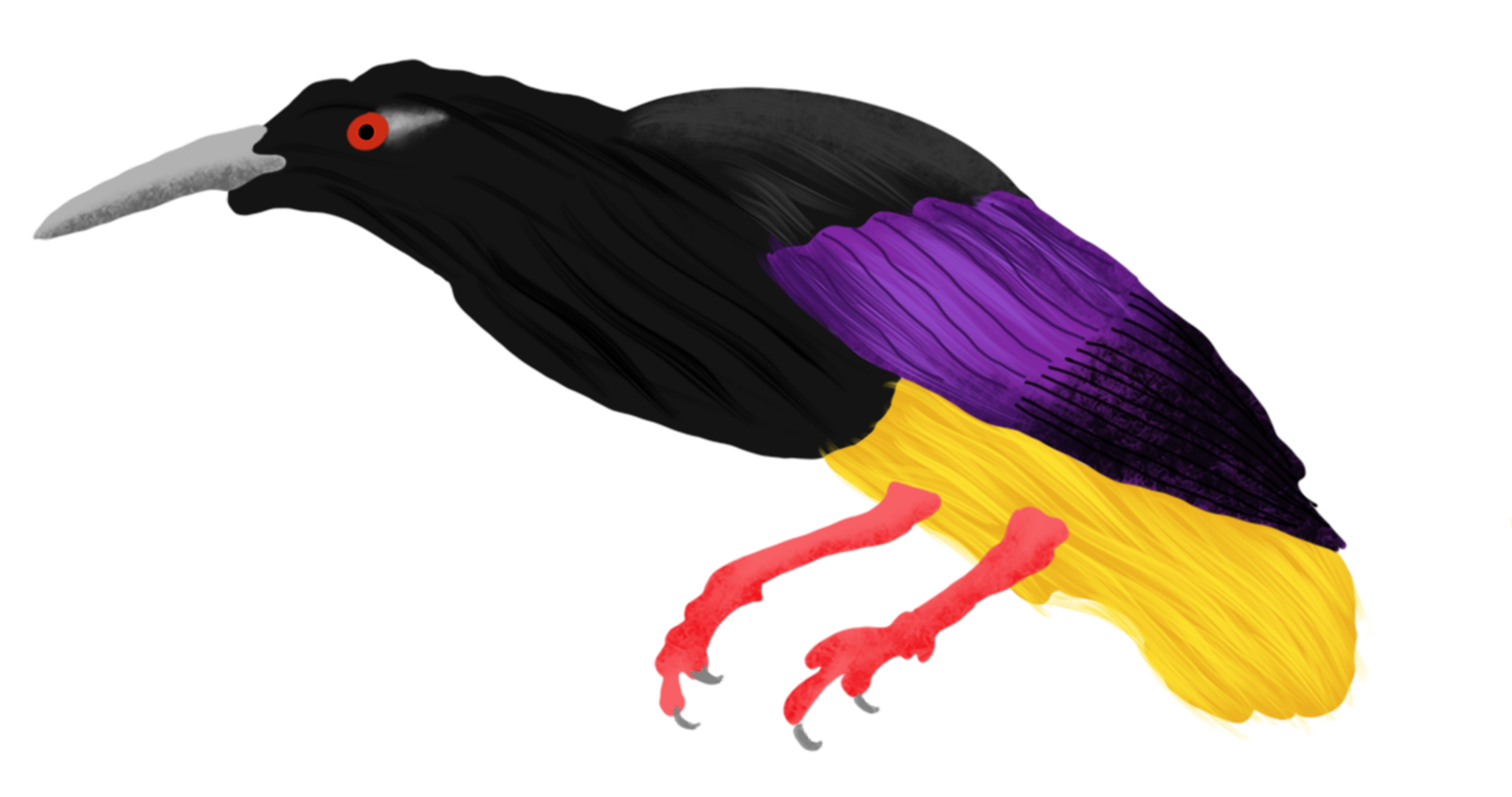 bird of paradise illustration png
