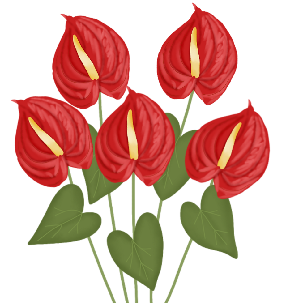 anthurium flower illustration png
