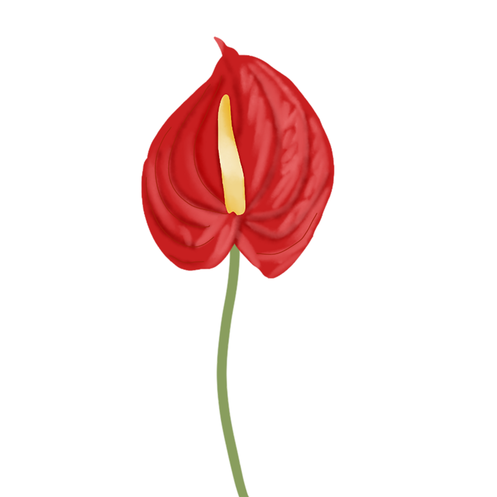 flor de anturio rojo png