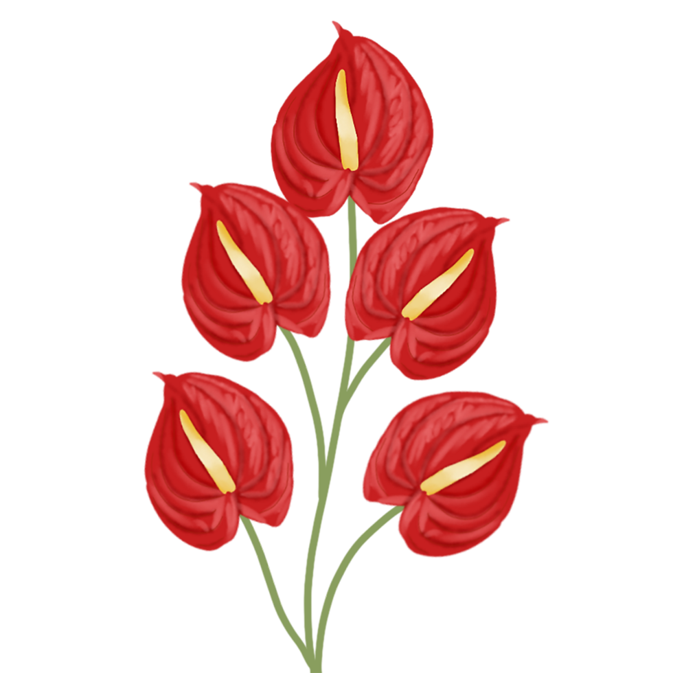 red anthurium flower png