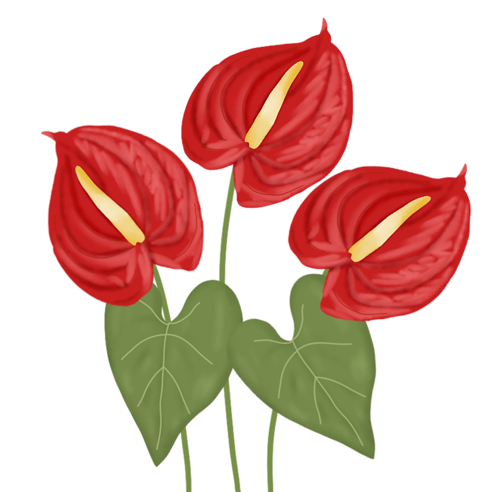 anthurium flower illustration png