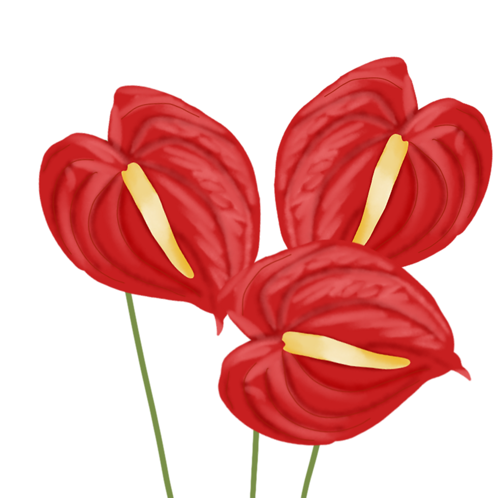 red anthurium flower png